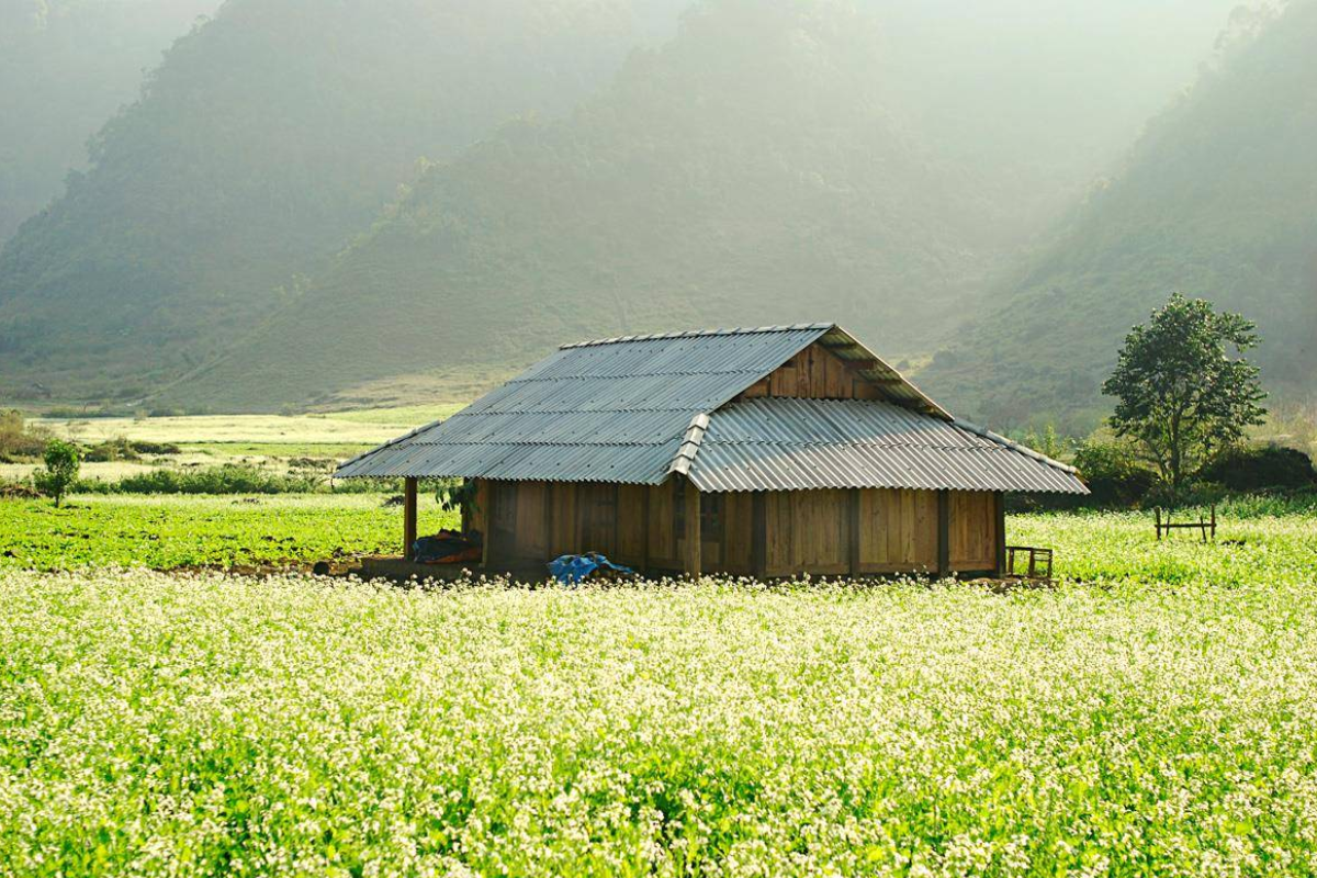 Blooming mustard  in winter